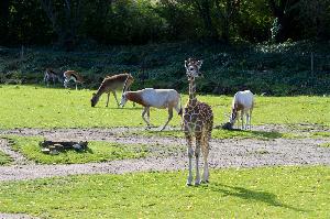 Giraffenjungtier bekommt am Weltkindertag ihren Namen